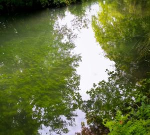 Reflection of trees in water