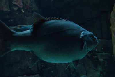 Fish swimming in sea