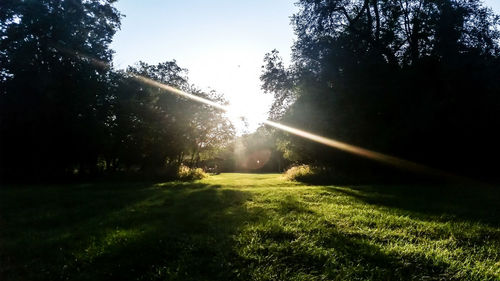 Sun shining through trees on grassy field