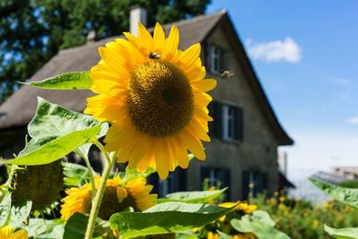 Close-up of yellow flowering plant
