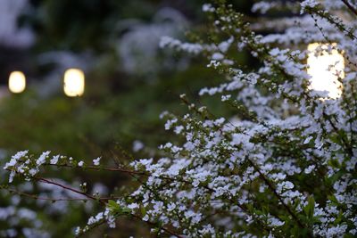 Low angle view of blooming tree