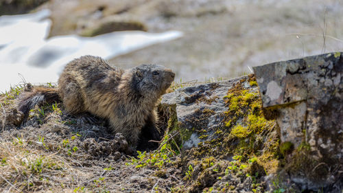 animal wildlife