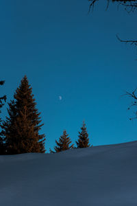 Trees on snow covered landscape