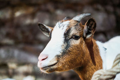 Close-up of goat