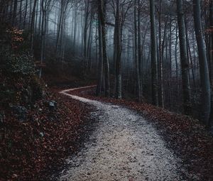 Empty road amidst trees in forest