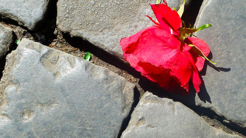 Close-up of red flowers