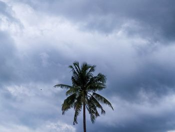 Low angle view of palm tree against sky