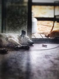 Close-up of a cat on table