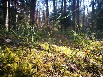 Trees and plants growing on field in forest