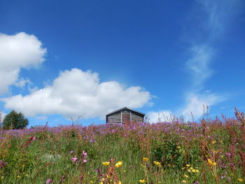 Low angle view of plants on field against cloudy sky