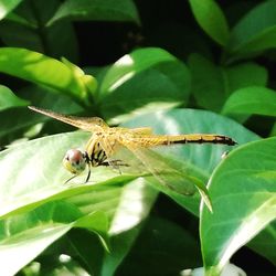 Close-up of insect on plant