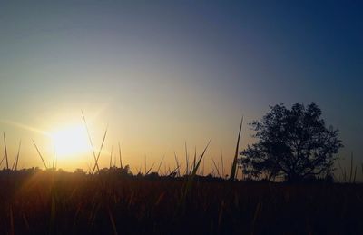 Close-up of silhouette plants against sunset sky