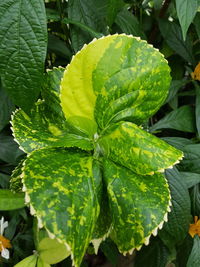 Close-up of green leaf
