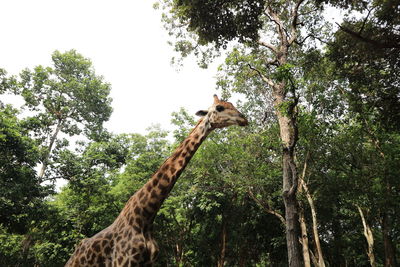 Low angle view of horse on tree against sky