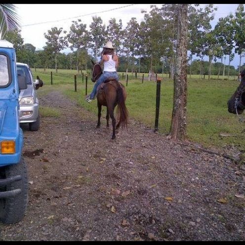 animal themes, domestic animals, transportation, one animal, mammal, land vehicle, tree, mode of transport, car, dog, road, pets, livestock, street, day, working animal, outdoors, full length, horse, on the move