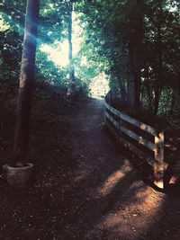 View of trees in forest