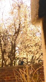 Low angle view of trees