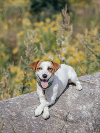 Portrait of dog sitting on rock