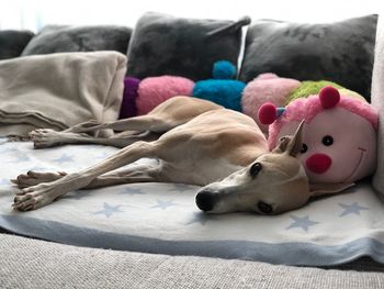 Dog sleeping on bed