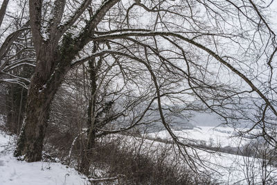 Bare trees on snow covered land against sky