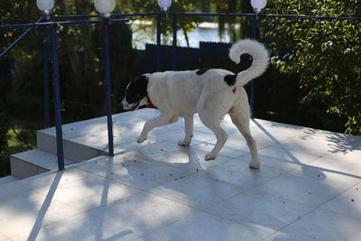 White dog standing on terrace