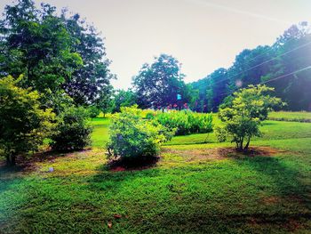 Scenic view of grassy field