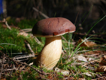 Close-up of mushroom growing in forest