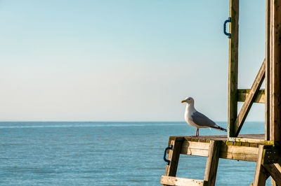 Seagull standing on the edge of lifeguard stand, profile - copy space, concept, background