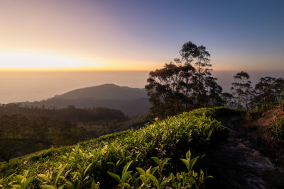 Beautiful sunrise over hills with tea plantations near haputale in sri lanka.