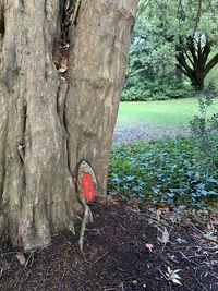 Heart shape on tree trunk in forest