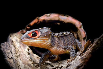 Close-up of lizard