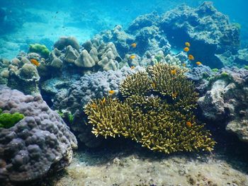 Close-up of coral in sea
