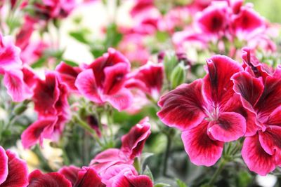 Close-up of pink flowering plants