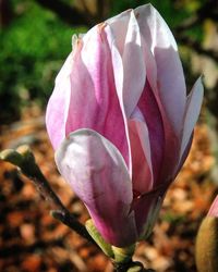 Close-up of pink flower blooming outdoors