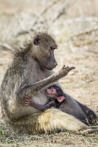 Close-up of monkey with young sitting on land