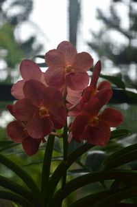 Close-up of frangipani blooming outdoors