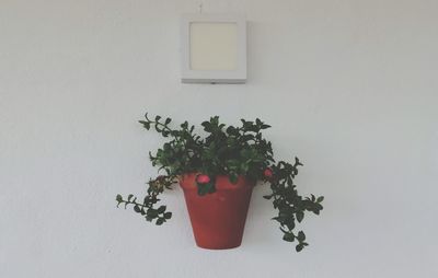 Close-up of potted plant against white wall