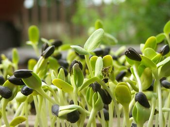 Close-up of plants growing outdoors