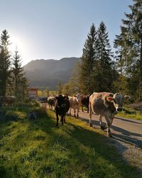 Cows standing in a field