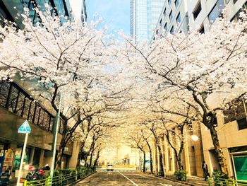 Street amidst trees and buildings against sky