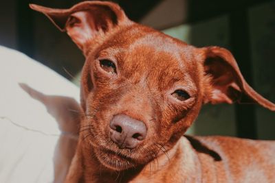 Close-up portrait of dog