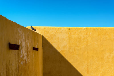 Bird on yellow wall against clear sky