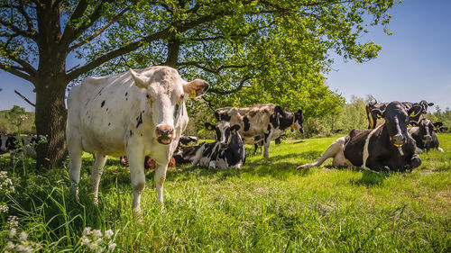 Cows on field against sky