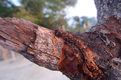 Close-up of insect on tree trunk