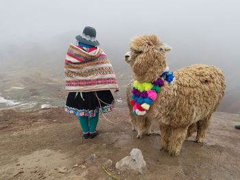 Rear view of person standing in peruvian rainbow mountain with an alpaca