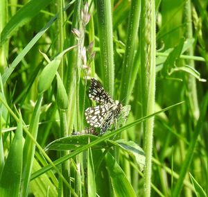 Close-up of insect on grass