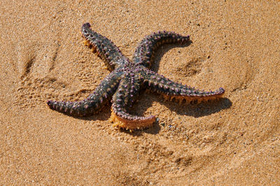 Starfish on sand at beach