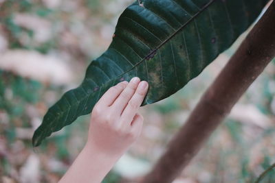 Close-up of child hand holding leaf at farm