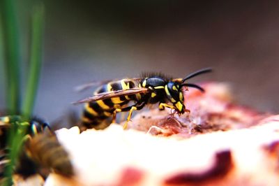 Close-up of bee on leaf