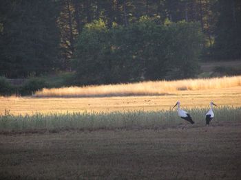 Bird on grassy field